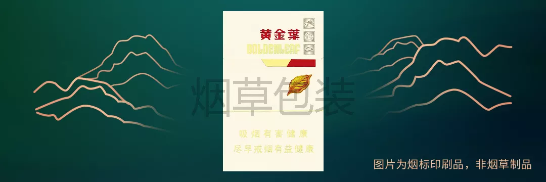 黄金叶（金丝路）